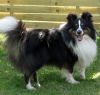 Choco Benji von der Sheltiebande ( Benji ) 22.07.10 -3